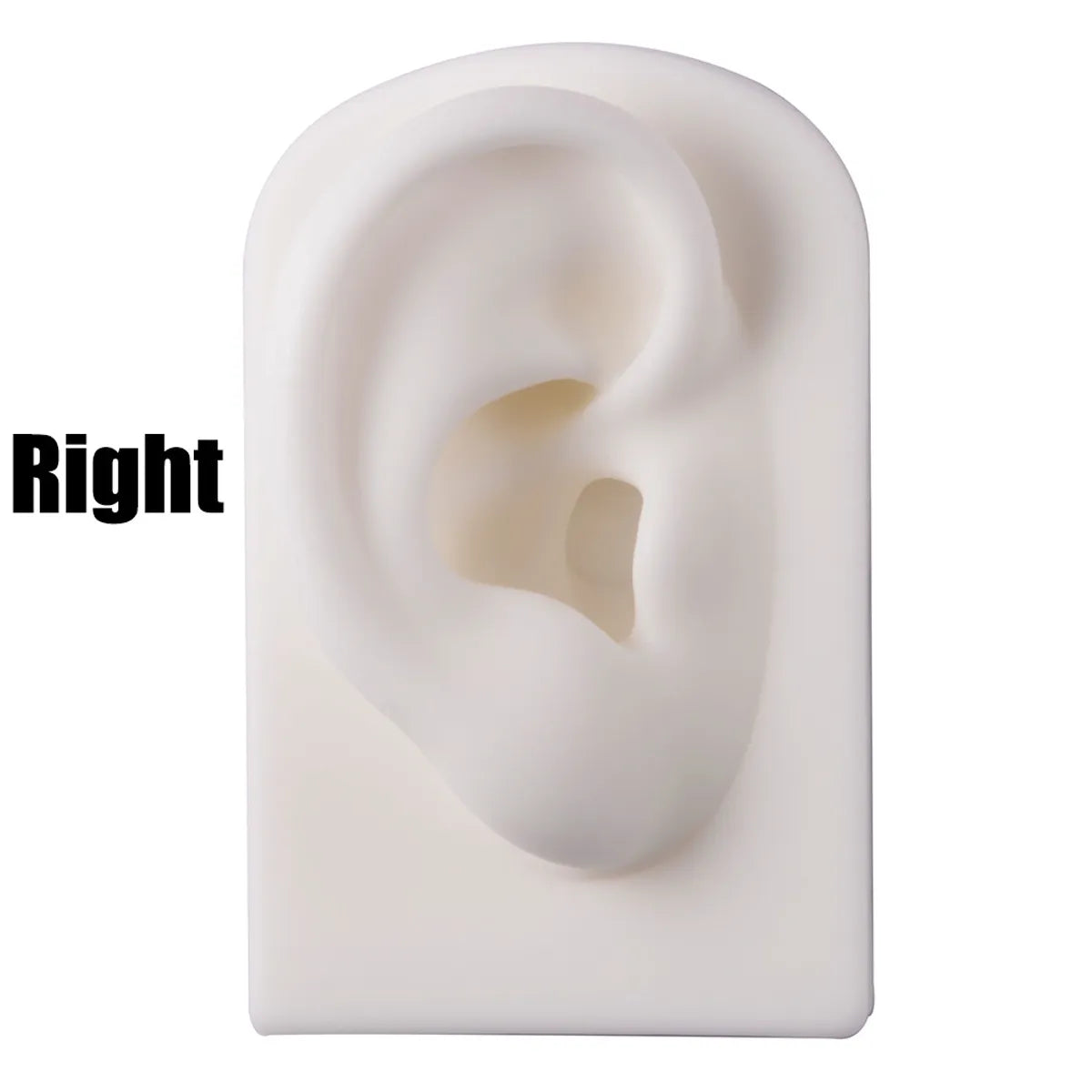 Fashion Rectangle Arylic Silica Gel Simulation Ear Model