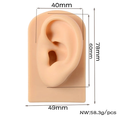 Fashion Rectangle Arylic Silica Gel Simulation Ear Model