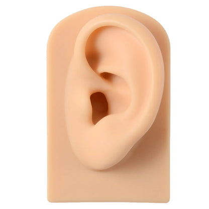 Fashion Rectangle Arylic Silica Gel Simulation Ear Model