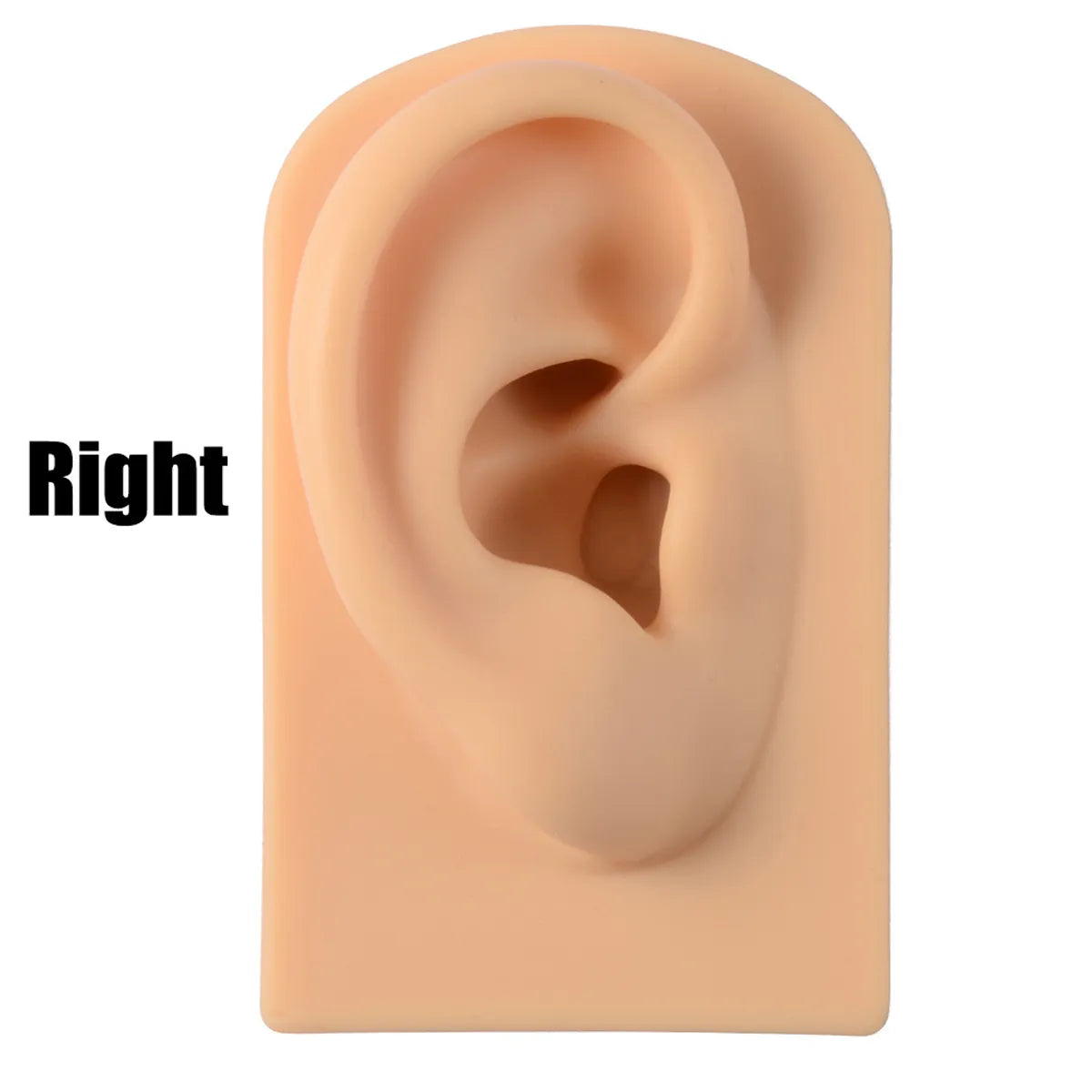 Fashion Rectangle Arylic Silica Gel Simulation Ear Model